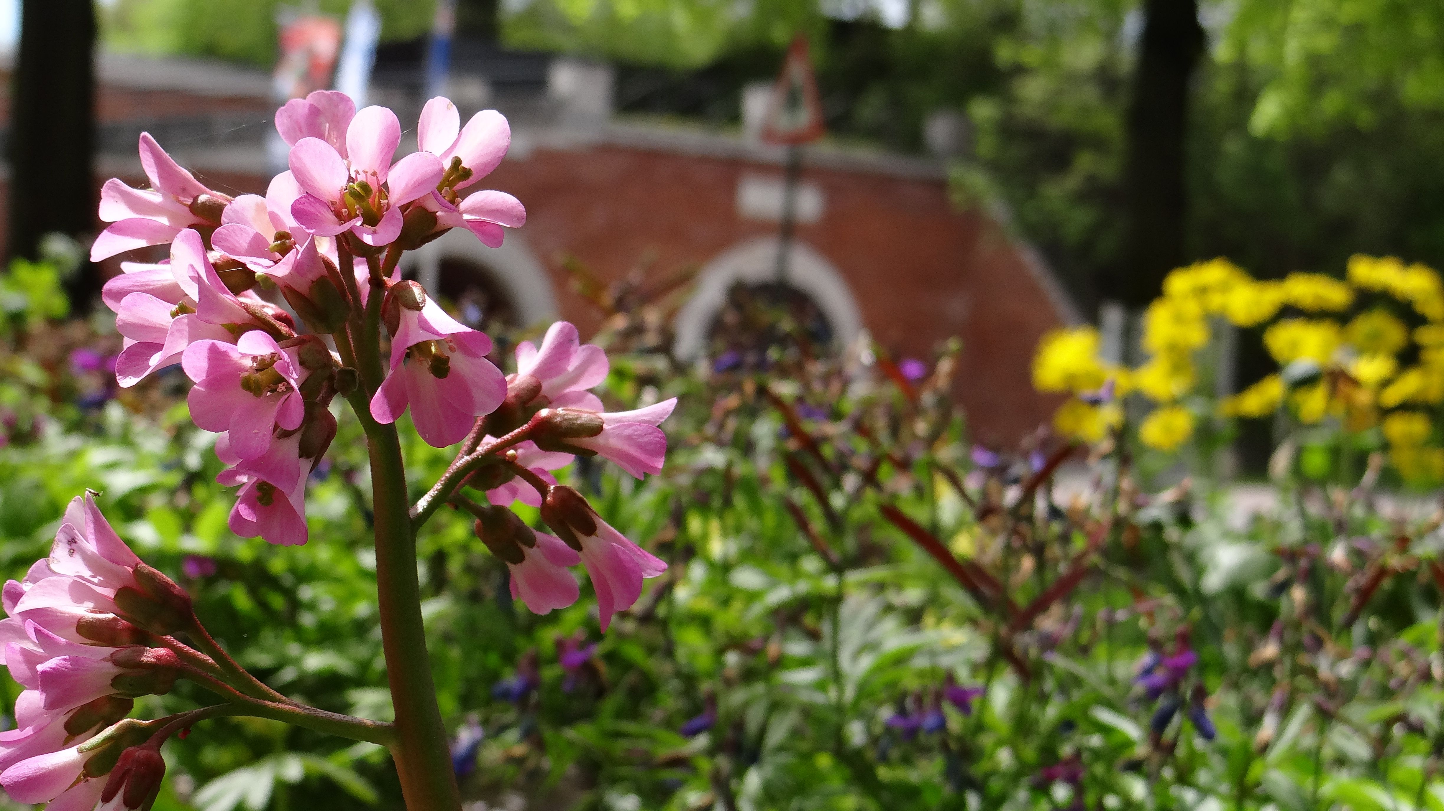 Fauna und Flora in der Großstadt