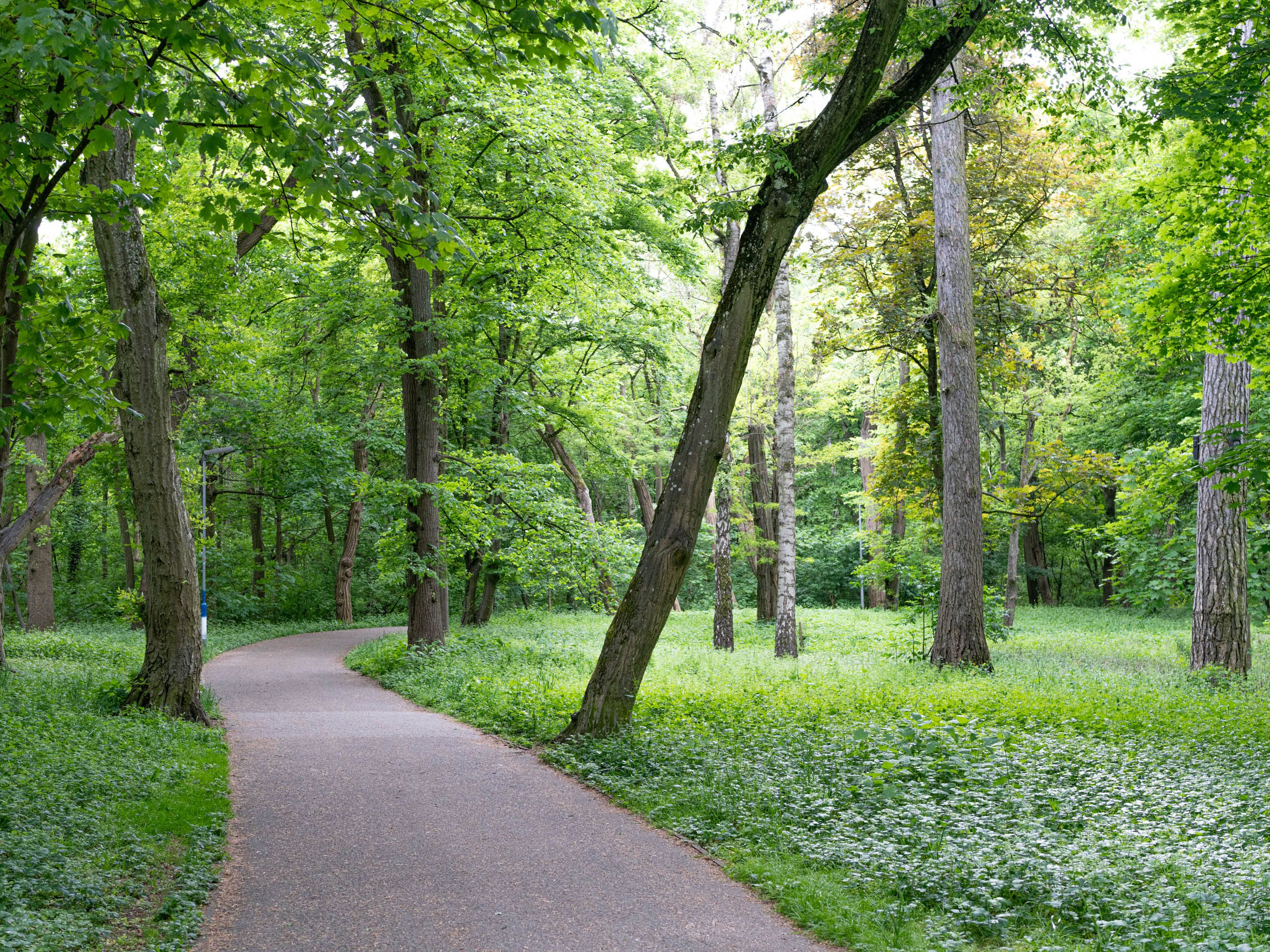 Image for Natur pur