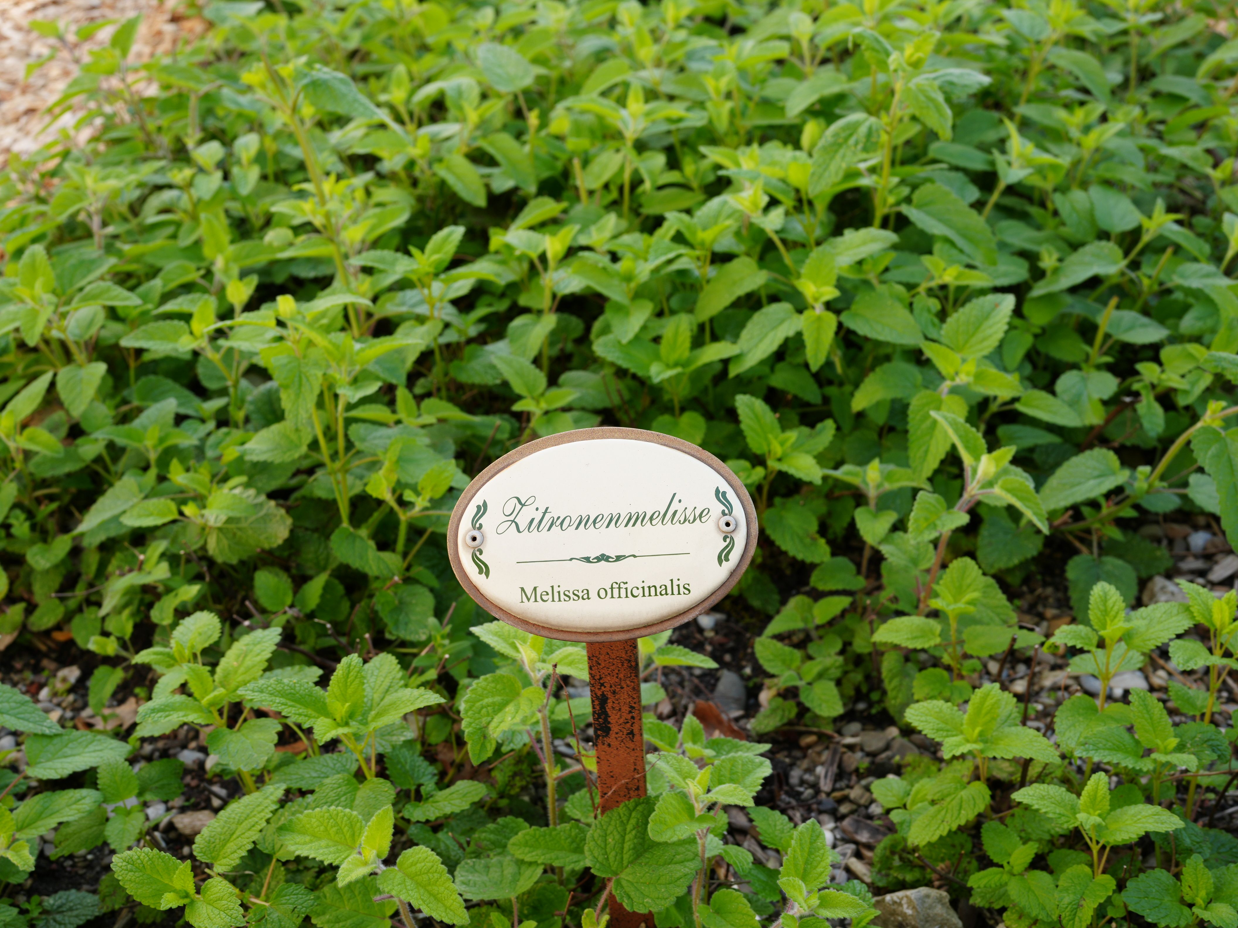 Image for Kräutergarten am Neuen Schloss